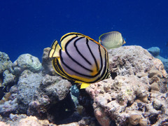 Chaetodon meyeri