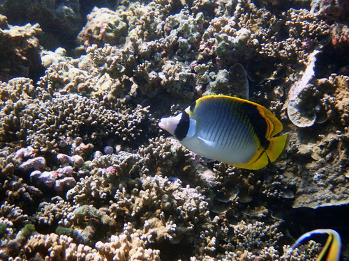Spotnape butterflyfish (Chaetodon oxycephalus) — Chaetodontidae — 4