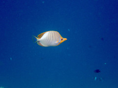 Chaetodon xanthocephalus
