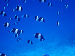 Hemitaurichthys zoster