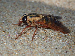 Austroplex chrysophilus