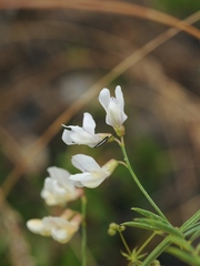 Vicia kokanica