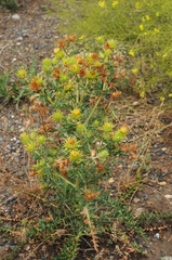 Cousinia minkwitziae