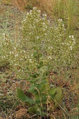 Salvia aethiopis