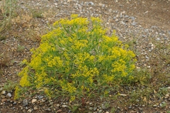 Haplophyllum perforatum
