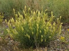 Reseda lutea