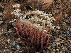 Pseudosedum affine