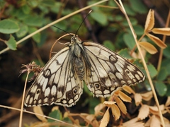 Melanargia