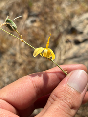 Echeandia flexuosa, photograph (c) Ricardo Betancourt Sánchez, some rights reserved (CC BY)