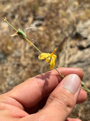 Echeandia flexuosa, photograph 6
