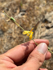 Echeandia flexuosa, photograph (c) Ricardo Betancourt Sánchez, some rights reserved (CC BY)