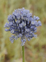 Allium caeruleum