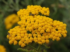 Achillea arabica