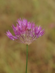 Allium barsczewskii