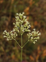 Silene wolgensis