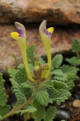 Scutellaria lanipes
