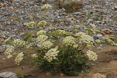 Pilopleura tordyloides