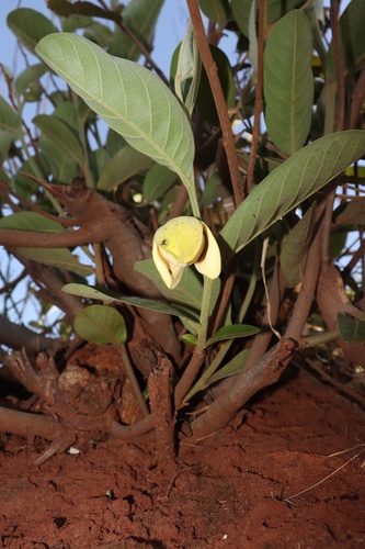 Annona dioica (Annona dioica)