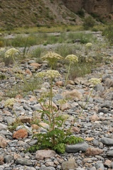 Pilopleura tordyloides
