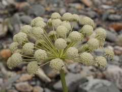 Pilopleura tordyloides