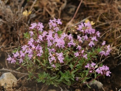 Thymus karatavicus