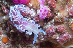 Phyllodesmium horridum