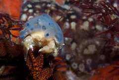 Pseudodromia latens