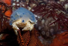 Pseudodromia latens