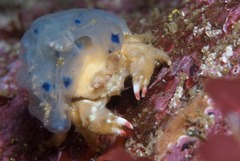 Pseudodromia latens