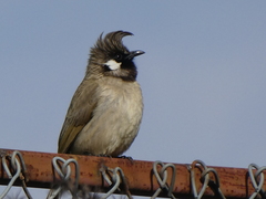 Pycnonotus leucogenys