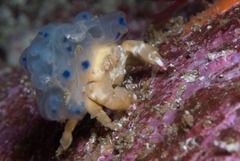 Pseudodromia latens
