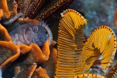 Chalaroderma ocellata