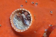 Thylacodes natalensis