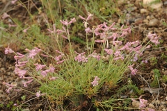 Silene brahuica