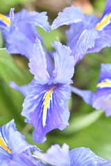 Iris planifolia