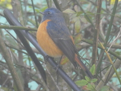 Phoenicurus frontalis