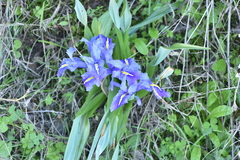 Iris planifolia