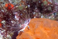 Austromegabalanus cylindricus