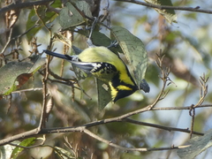 Machlolophus xanthogenys