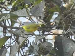 Phylloscopus xanthoschistos