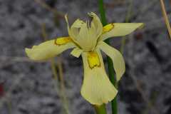 Moraea anomala