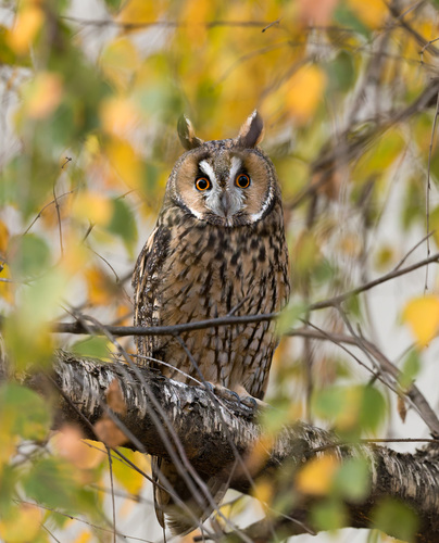 View observation of {o.common_name} on iNaturalist