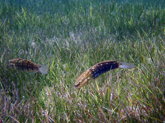 Amblygobius semicinctus
