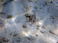 Ctenogobiops feroculus