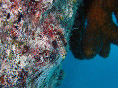 Helcogramma maldivensis