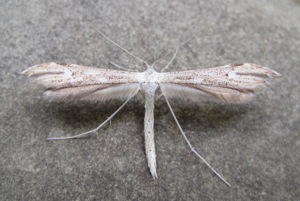 Yarrow Leaf Plume Moth