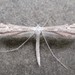 Linus’ Plume Moth - Photo (c) edporopat, some rights reserved (CC BY-NC), uploaded by edporopat
