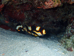 Indian Ocean Oriental Sweetlips photo 2
