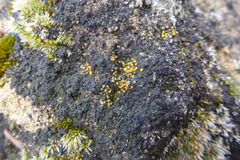 Placidium squamulosum