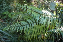 Asplenium contiguum